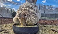 Lost Karoo sheep’s 7-year lone survival inspires bursary for future farmers