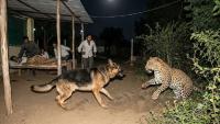 German Shepherd Takes On Leopard In Rajasthan Colony, Sends Big Cat Running Into Bushes