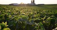 What happens without glyphosate for weed control?