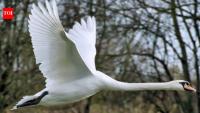 In 1962, 5 Swans escaped a Maryland estate; 40 years later, about 4,000 threatened the Bay