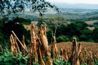 The Maya Milpa System and Food Insecurity in Mesoamerica