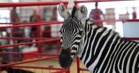 North Idaho State Fair brings new events to Coeur d’Alene
