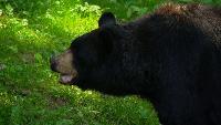 Why capture the bear that injured Asheville resident? Wildlife experts explain The North Carolina Wildlife Resources Commission is continuing to try and catch a black bear that injured someone in a north Asheville neighborhood Tuesday.