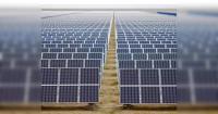 China's rapid solar expansion hurt bird diversity: study