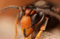 Asian hornets are spreading across Spain, and experts say they are here to stay