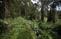 Climate News Worth Celebrating: The Earth Is Getting Greener.