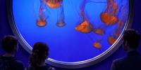 The First Dedicated Jellyfish Museum in the US Opens in South Florida