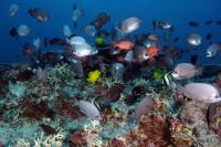 Editorial: Do studies before mining seafloor