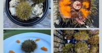 The Potential for Maine's Sea Urchin Industry