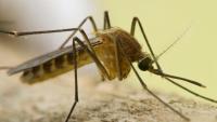Deadly virus 'with no vaccine' found in Europe as person in intensive care
