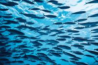DMI pushes blue economy investment opportunities