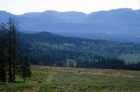 Trump administration plan could bring new roads to pristine woods covering 4% of Wyoming
