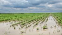 Record August rain and storms cause crop damage in Ohio