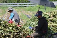 Lao worker's death exposes gaps in Korea's seasonal labor system