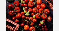 Finland: Tomato brand NAMS and production greenhouses acquired following Agrifutura bankruptcy
