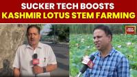 Sucker Technology Boosts Kashmir Lotus Stem Farming, Replaces Rice In Waterlogged Wular Fields