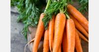 Carrot cultivation costs rise 100% in Ireland, retail prices 40%