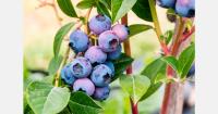 Peruvian blueberry exports rise 74% as China’s share falls