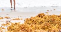 To Miami’s Chagrin, Warming Seas Are Driving a Bumper Crop of Sargassum