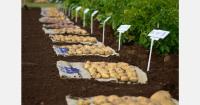 AI project targets climate-resilient potato, sweet potato varieties in Africa