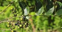Conservation plans formed for 3 endangered native Taiwanese plants