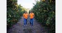 "Growing citrus surpluses as South African cultivation continues to expand"