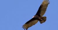 Florida's vultures inspire thousands of Japanese poems