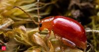 Since 1971, Oregon has used a flea beetle against tansy ragwort; 7 years later, the state said the biocontrol had cut infestations by 90%