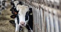 Can Canada uphold dairy supply management while giving U.S. more access?