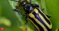 Since 1965, Florida has used the alligatorweed flea beetle to control invasive mats; once established, it can cause them to collapse within about 3 months