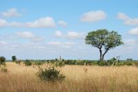 Rising CO2 Speeds the Growth of Grasses on the African Savanna