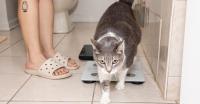 My big, fat, technophobic cat