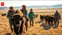 In 1987, Fort Peck tribes returned over 100 bison to 5,800 acres; decades later they stopped hunting their own herd to restore the original cultural purpose