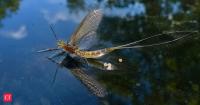 In July 2019, scientists watched mayflies mistake solar-like glass for water; females landed and deposited eggs on the dry surface