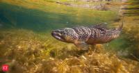 In 1990, Utah officials killed more than 99% of the fish in a 17,000-acre reservoir; years later, it became a top trout fishery