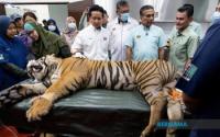 General : First Malayan Tiger To Be Released From NWRC Into Natural Habitat