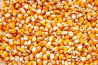 Mississippi River weekly corn exports surge