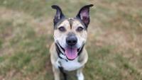 Friendly, senior girl: Meet Kiya, the Nebraska Humane Society's pet of the week