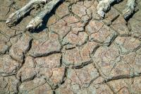 Greece Regains PPR-Free Status After Animal Disease Eradication