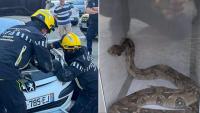 French driver discovers 1.5 metre boa constrictor under car bonnet