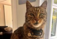 Meet Fred, the Romanian street cat who’s made himself at home in the town centre