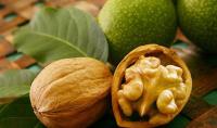 Farmers in Moldova will learn from the experience of nut growers in Southern Europe