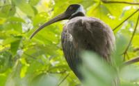 Cambodia Records First Release of Critically Endangered Ibises