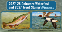 Blue Ribbons Awarded to Winners of Delaware Waterfowl and Trout Stamp Art Competitions
