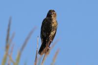 An 'Extremely Rare' Half-Male, Half-Female Bird Temporarily Took Up Residence Outside of Chicago