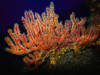 Spain proposes 23 new marine protected areas in the Canary Islands and Mediterranean
