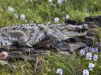 Rising lakes push crocodiles and hippos closer to homes in Kenya