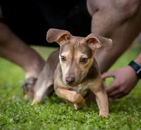 Oklahoma shelters waive adoption fees Aug. 24-30 for statewide event