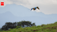 Scientists use rainforest sounds to teach AI to identify hard-to-recognise birds
