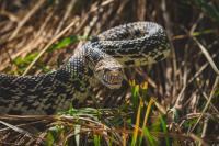 New York Man Caught With Live Rattlesnake, Severed Head In Freezer